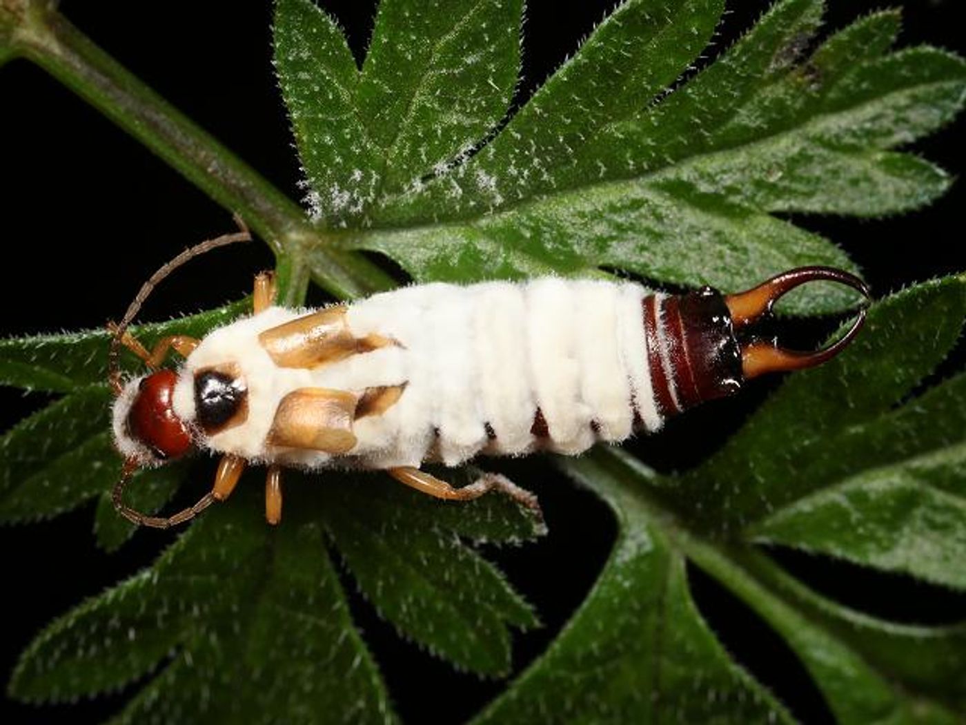 A sad insect covered with white fungal spores. - aphotofungi