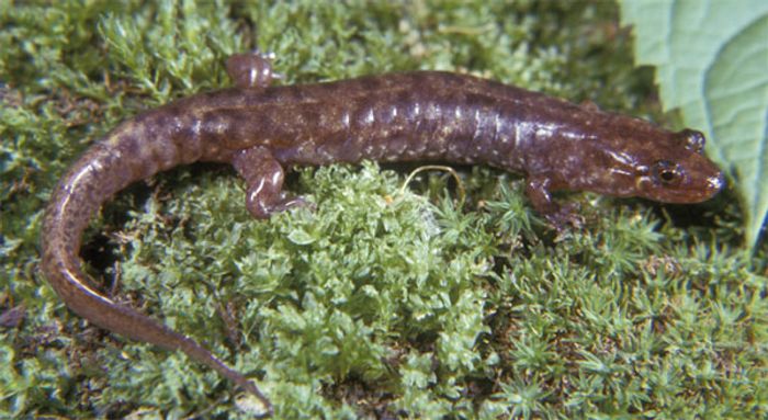 Scientists studied the cloning characteristics of an all-female salamander population by observing their regeneration capabilities.