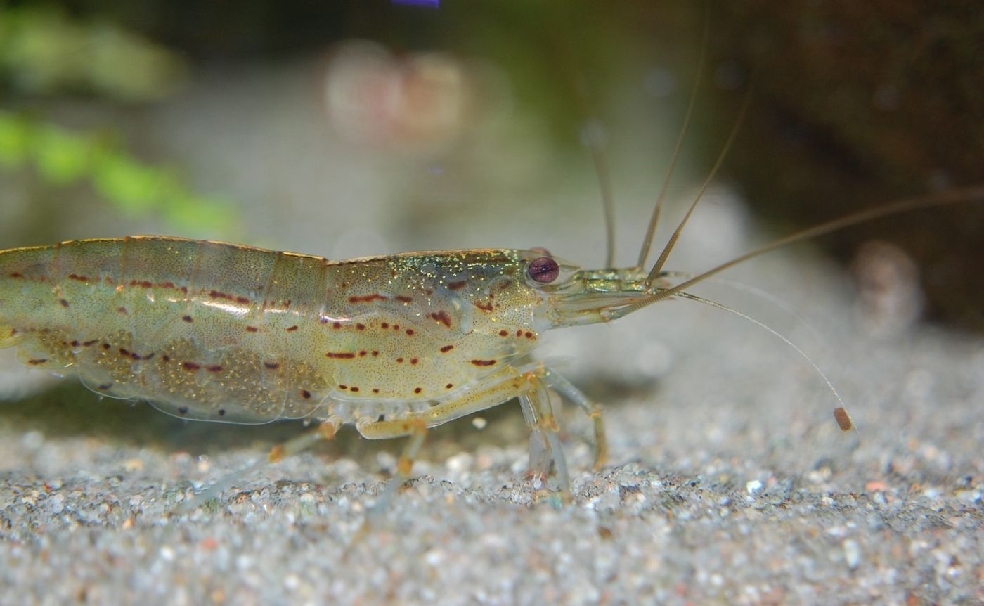 Microplastics in shrimp harmless to animal health and no effects