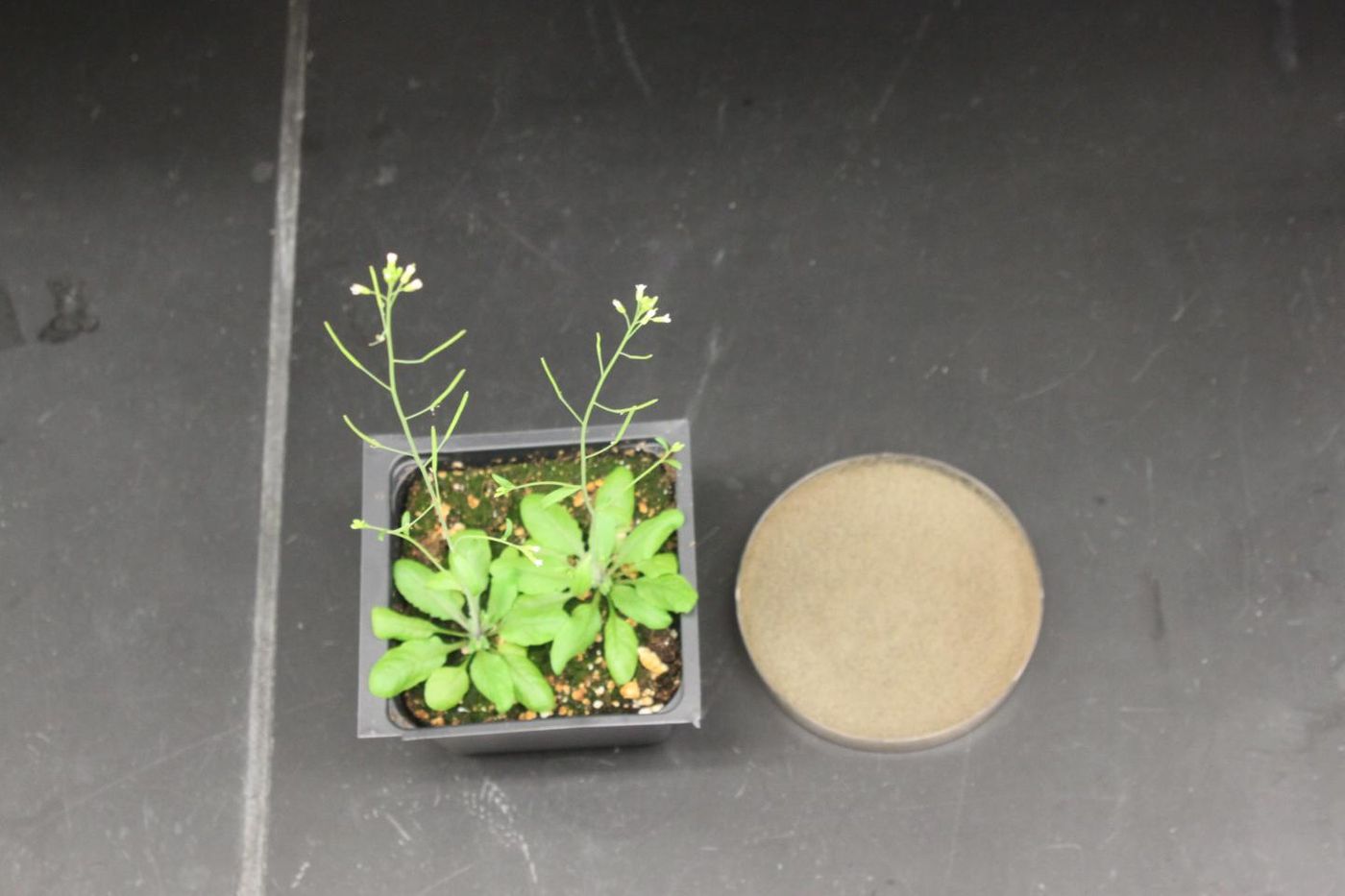 Arabidopsis plants (left) and gray mold (grown in a petri dish on the right) used to investigate the damage-signalling function of HMGB3.