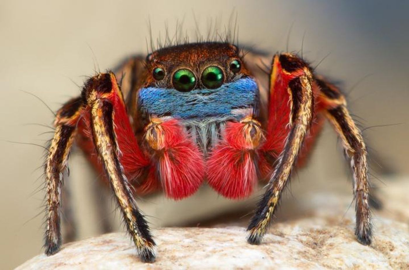 A male North American Habronattus jumping spider shows off his brightly colored face, legs and knees as he prepares to flash his kaleidoscope of colors during an elaborate mating dance ritual. Credit: Thomas Shahan