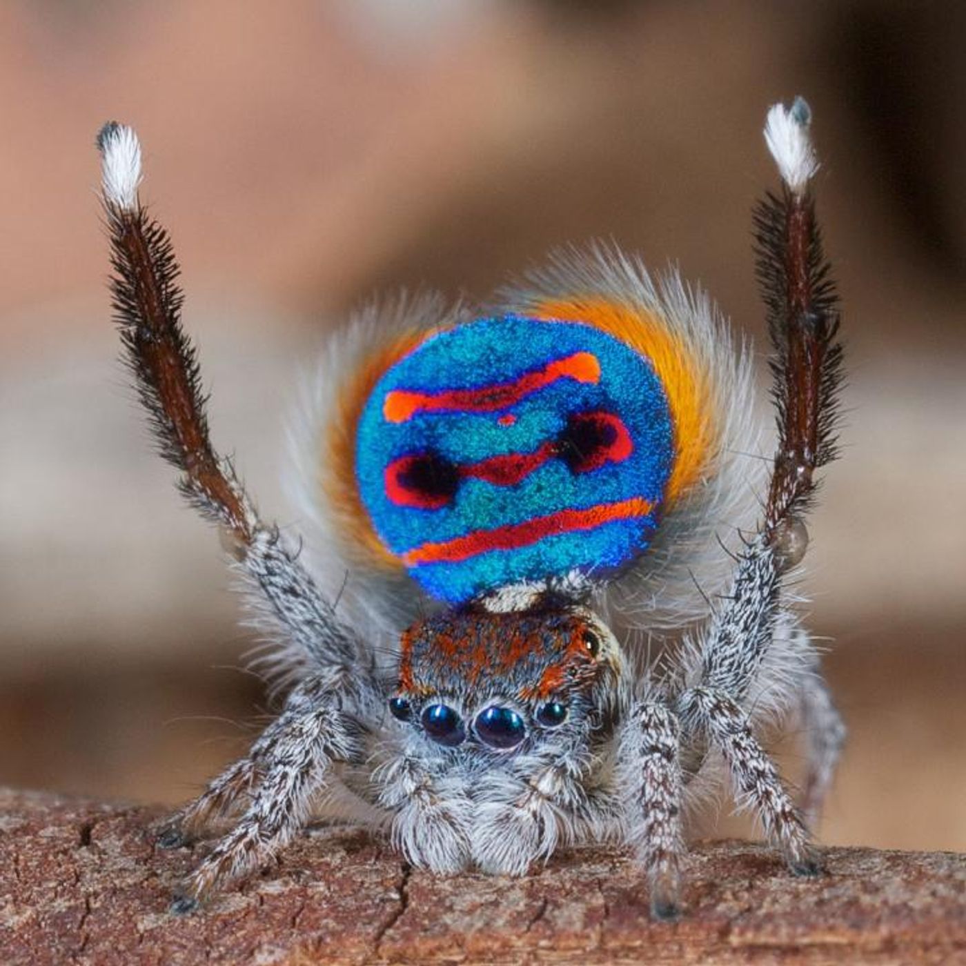 A male Maratus speciosus 'peacock' jumping spider flashes his colorful abdomen flap in preparation for his rhythmic mating dance ritual. / Credit: Jurgen Otto