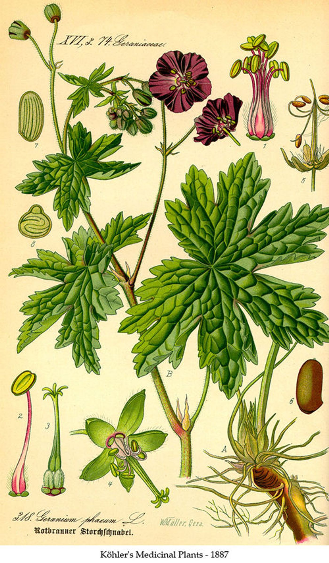 Illustration of Artemisia annua