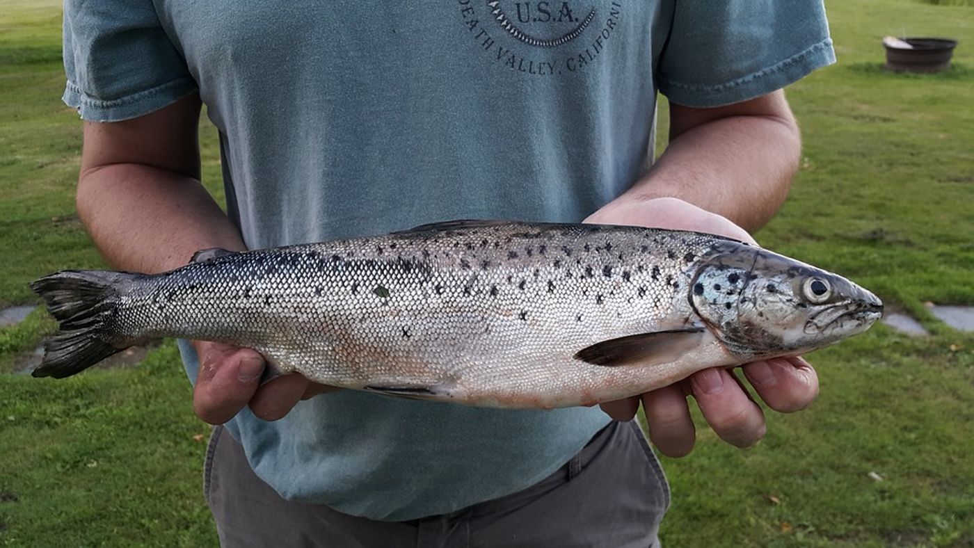 A land-locked Atlantic salmon.