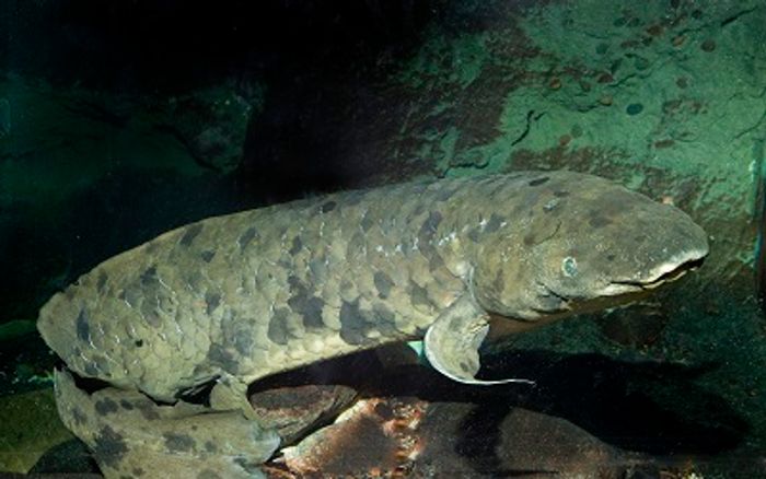 A picture of Granddad, the 84+ year-old Australian lungfish that recently passed away.