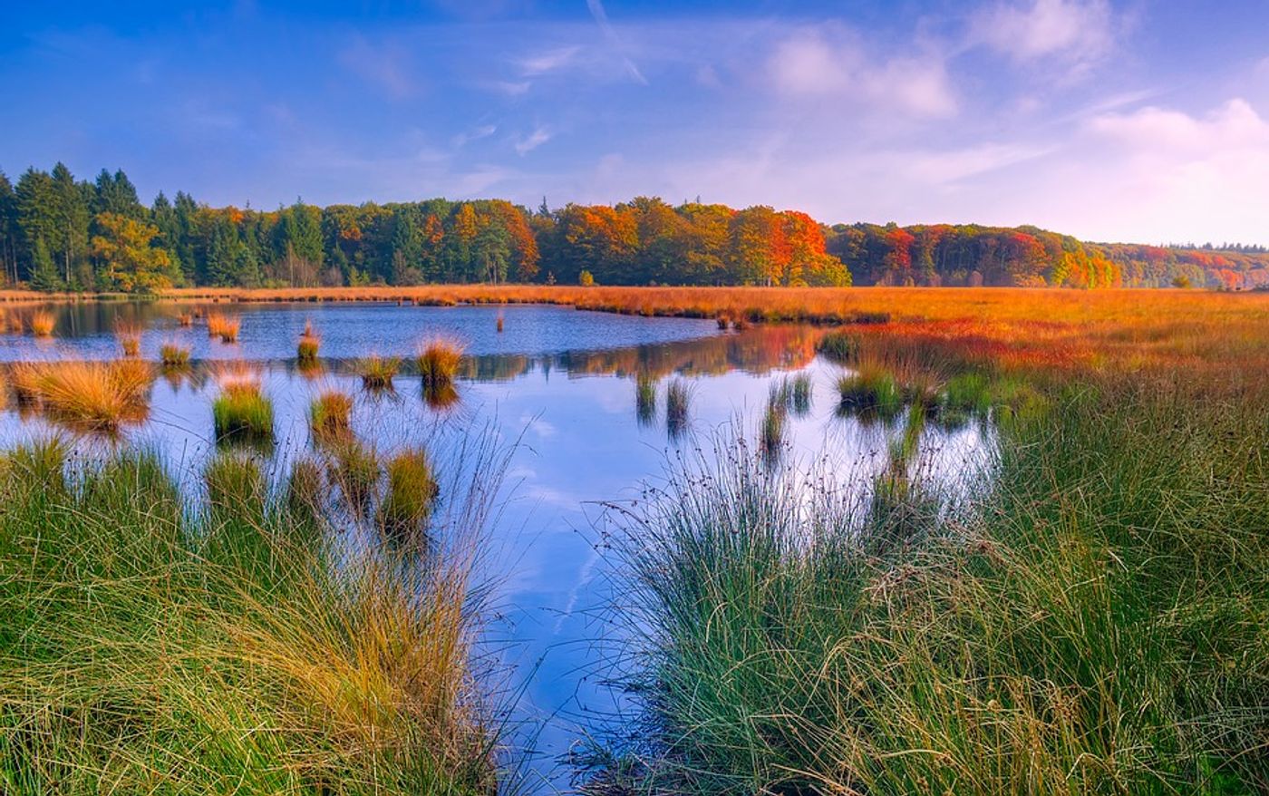 Marshes have incredible carbon storage capabilities. Photo: Pixabay