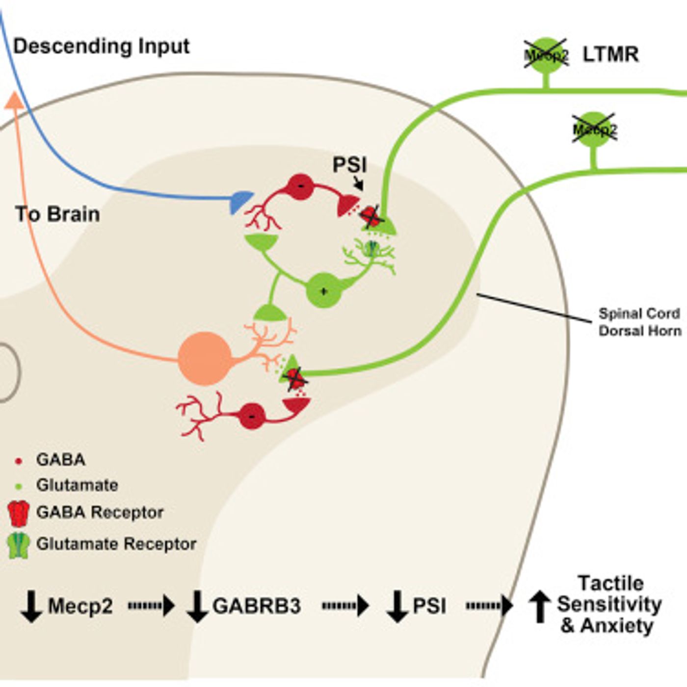 The proposed mechanism from the study is shown: Removal of Mecp2 or Gabrb3 in peripheral somatosensory neurons results in mechanosensory dysfunction through loss of GABAA receptor-mediated presynaptic inhibition of inputs to the CNS. Image: Cell Press