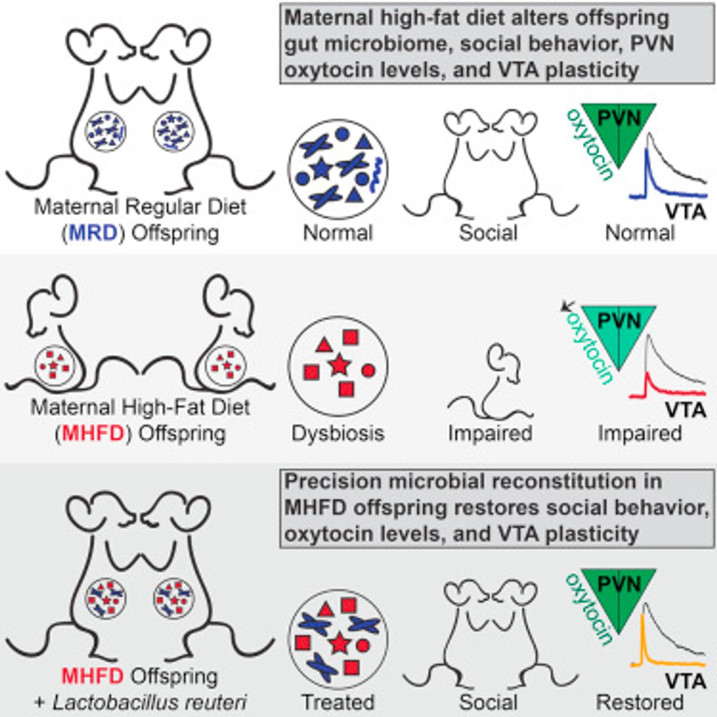 A schematic of the effects of a high fat diet in dams on offspring is shown here. Image: Cell