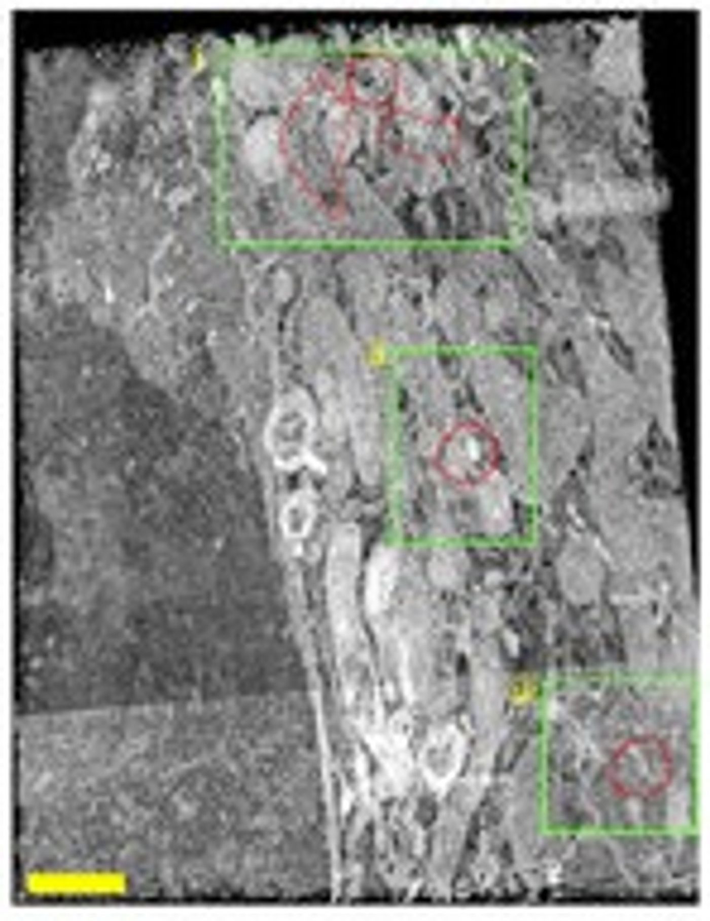 Three-dimensional (3D) opacity rendering of the FIB-SEM image stack created by the researchers. / Credit: Nature Communications Karanasios et al