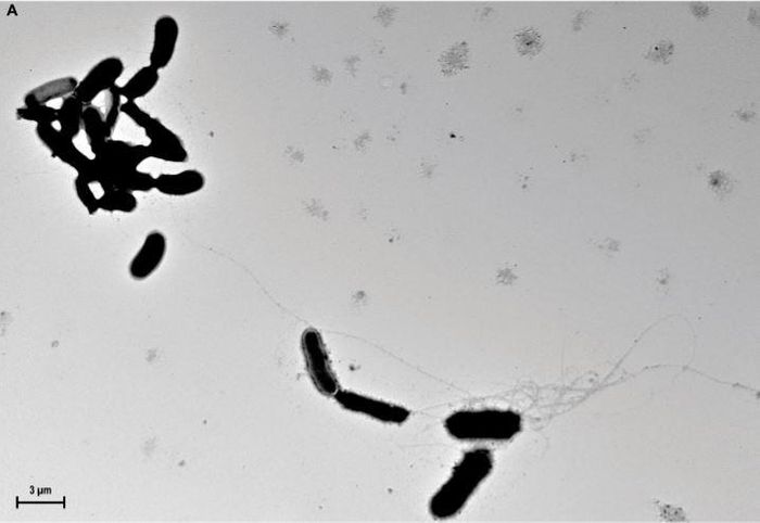 ?-amyloid fibrils grow from yeast surfaces and trap Candida albicans in culture medium.
