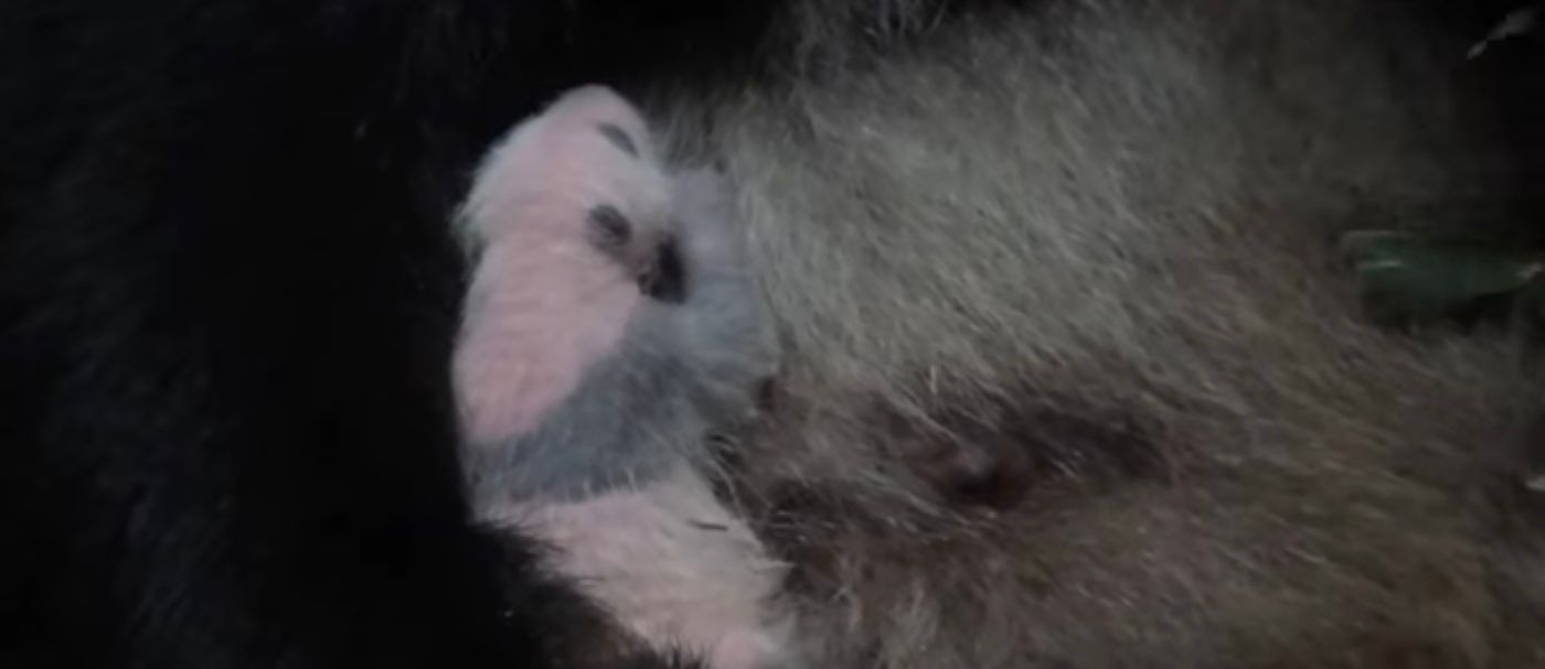 The baby panda is cuddled by her mother at Ueno Zoo in Tokyo, Japan.