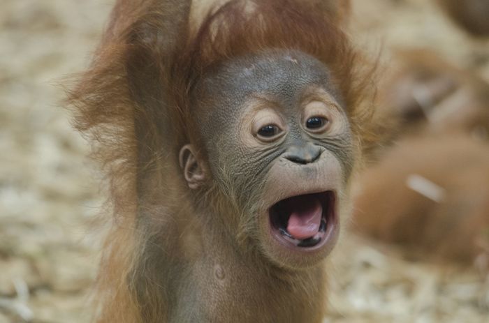 Baby orangutans breastfeed after birth and then slowly transition into a solid food iet before dropping breastfeeding altogether.