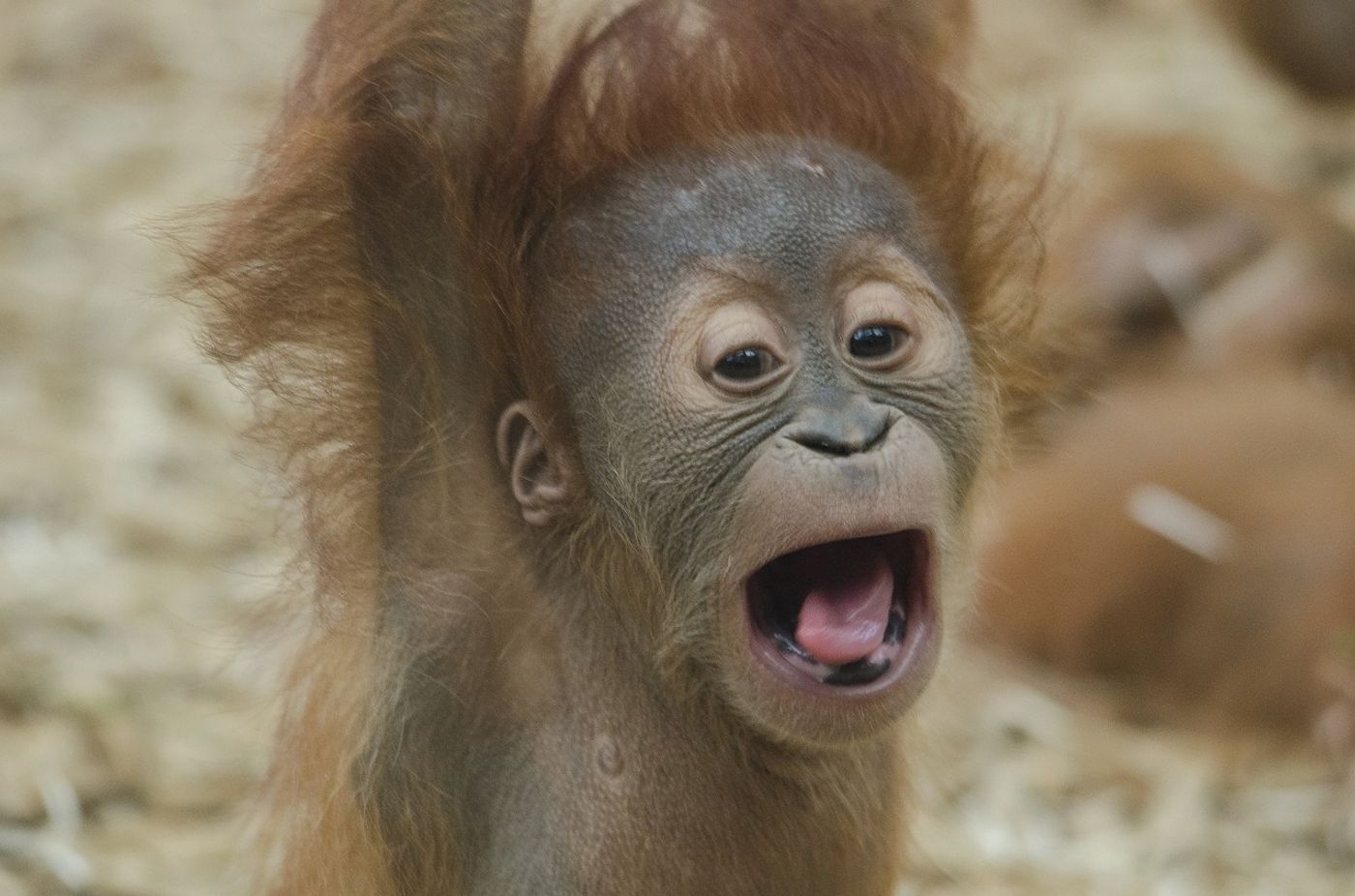 Baby orangutans breastfeed after birth and then slowly transition into a solid food iet before dropping breastfeeding altogether.