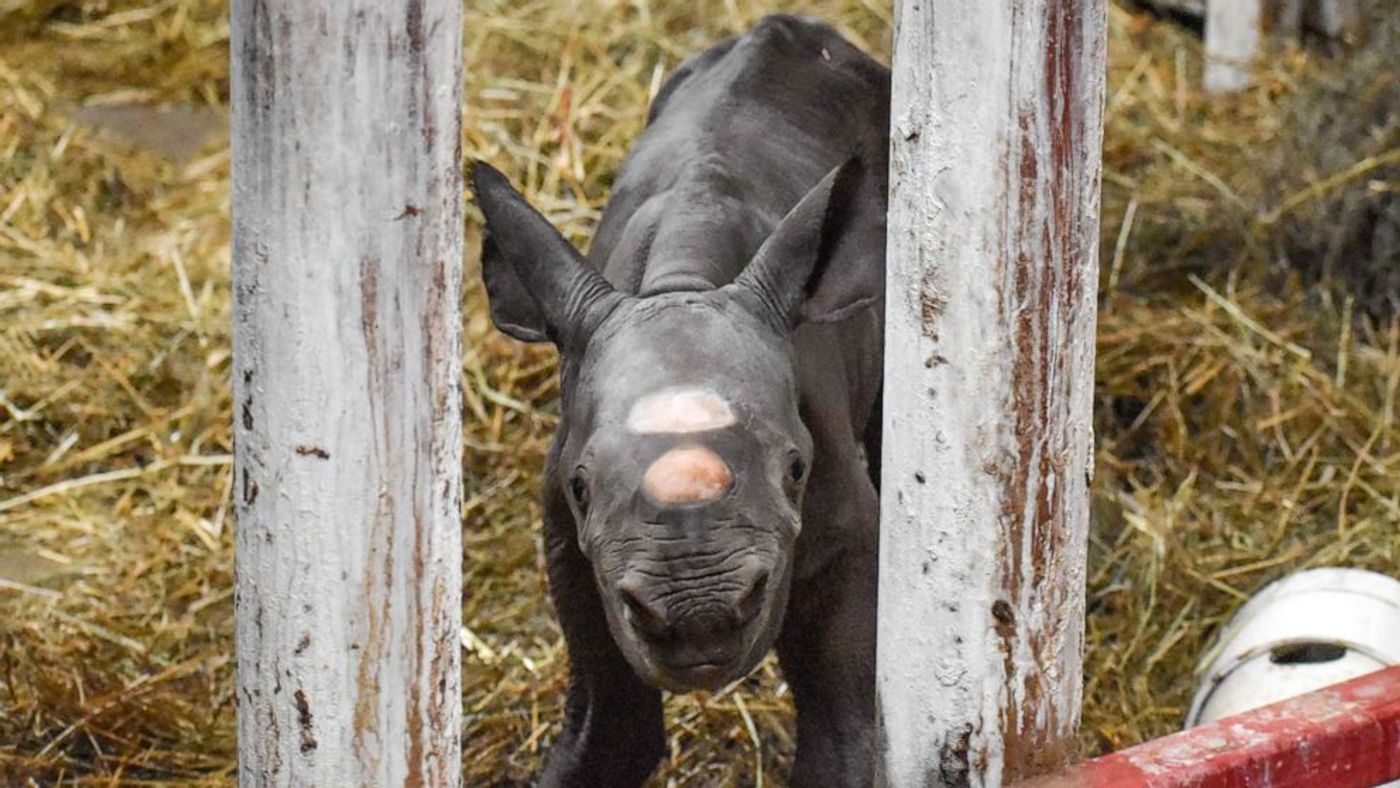 Say hello to Doppsee's newborn black rhino calf.