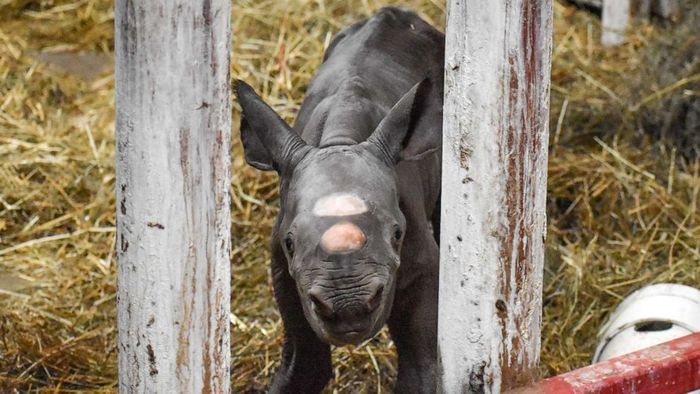 Say hello to Doppsee's newborn black rhino calf.