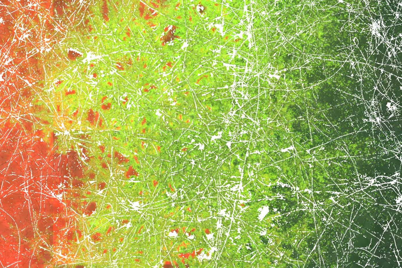 Micrograph visualising the distribution of transconjugant bacteria (in green) along a hyphal network (in white). Transconjugant bacteria are formed by direct contact and horizontal gene transfer of differing bacteria (in red and black) invading the hyphae from the right and the left side, respectively. /Credit: Berthold et al. 2016 in Scientific Reports