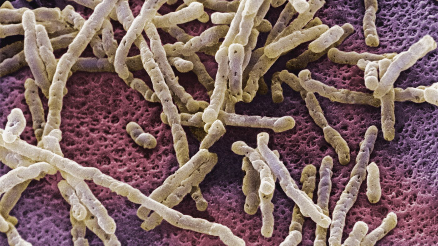 C. difficile bacteria