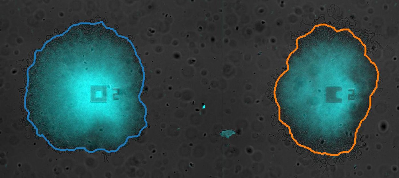 Image of two Bacillus subtilis biofilms grown in the same microfluidic chamber. Cyan indicates fluorescence from the membrane potential dye Thioflavin T. / Credit: Jintao Liu, Suel lab, University of California, San Diego 