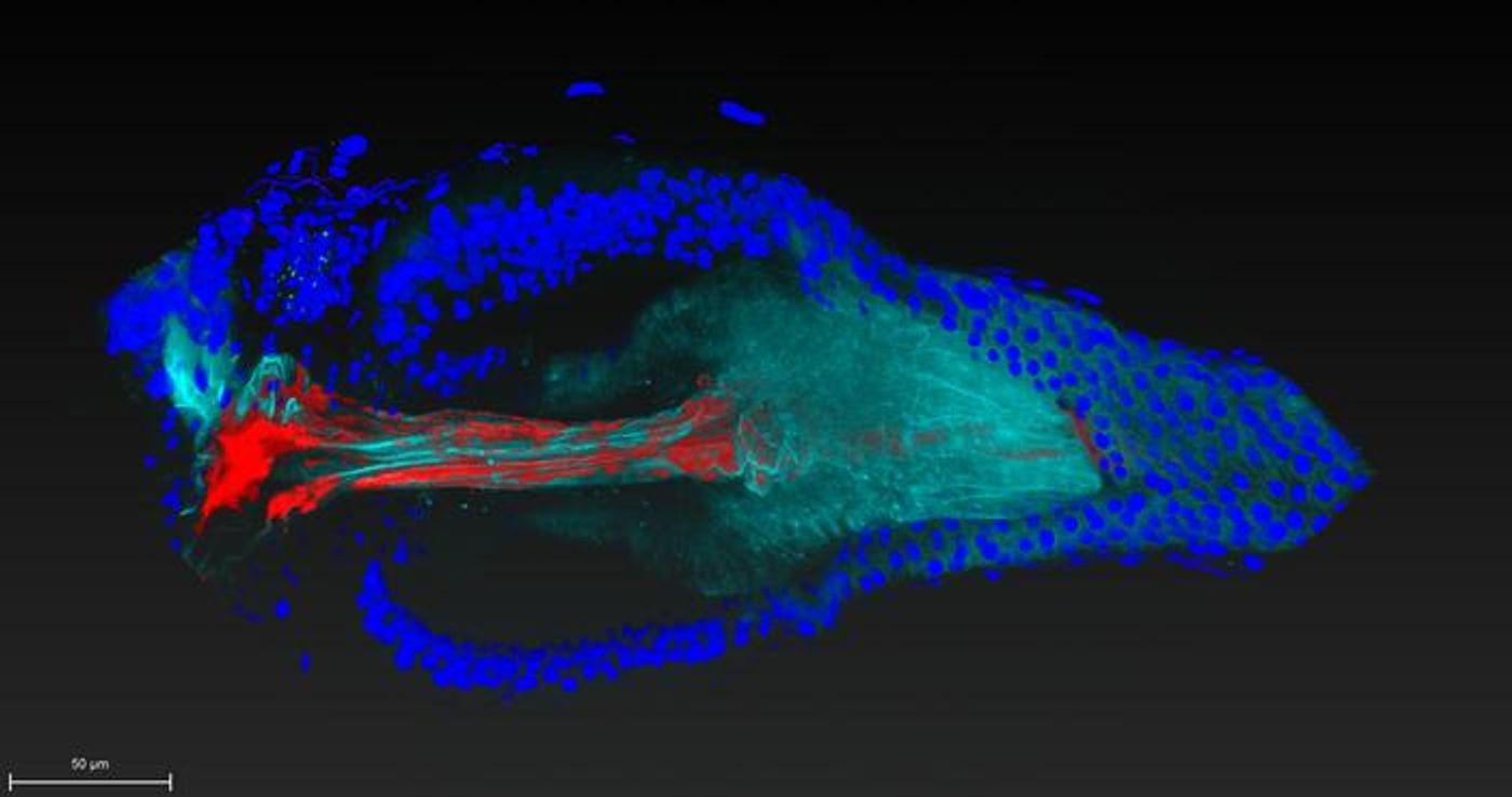 Lactobacillus, a beneficial bacterial species (red), has genes that enable it to attach to a specific region of the fruit fly gastrointestinal tract (blue/cyan).  /  Image is courtesy of Ren Dodge/Carnegie Science.