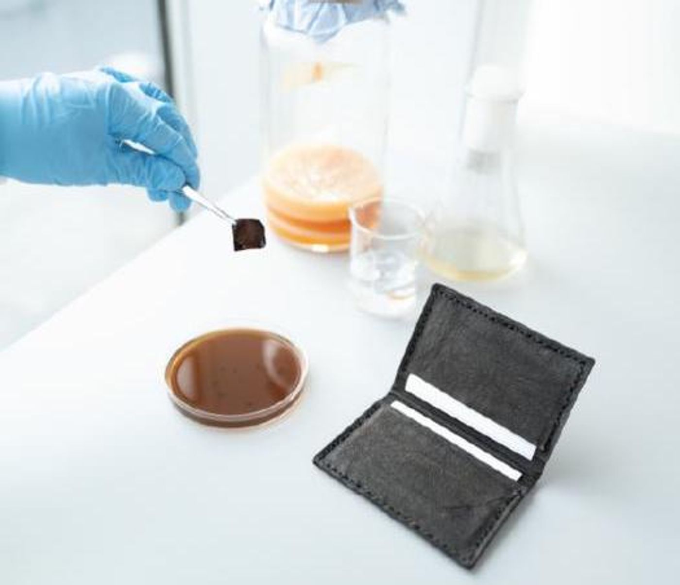 A wallet, grown and dyed by bacteria /  Credit  Tom Ellis/Marcus Walker/Imperial College London