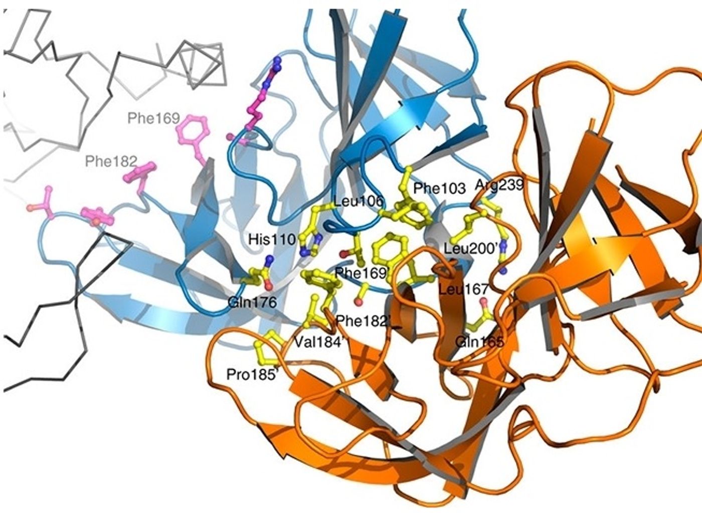 Brazilian and French scientists show that inhibiting the interaction of two key proteins for cell wall elongation can be an effective strategy to kill bacteria of the bacillus type. Image: Nature Communications