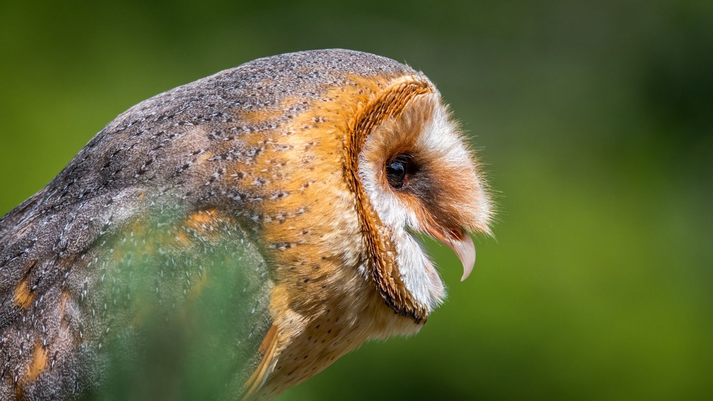 Unlike humans, barn owls retain their pristine hearing capabilities from young to old age.