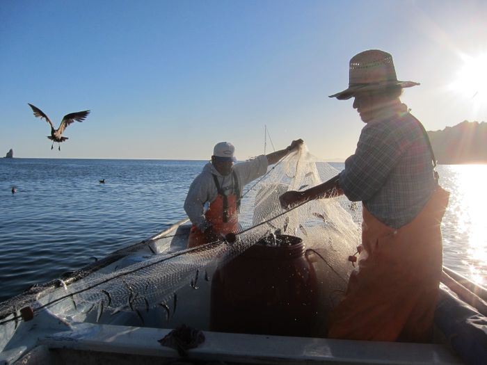 Fishers catching live bait in the Gulf of California, Mexico