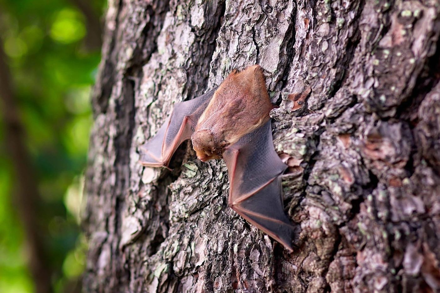 It would seem that hairy-legged vampire bats are now targeting mammalian blood for meals despite being used to avian blood.