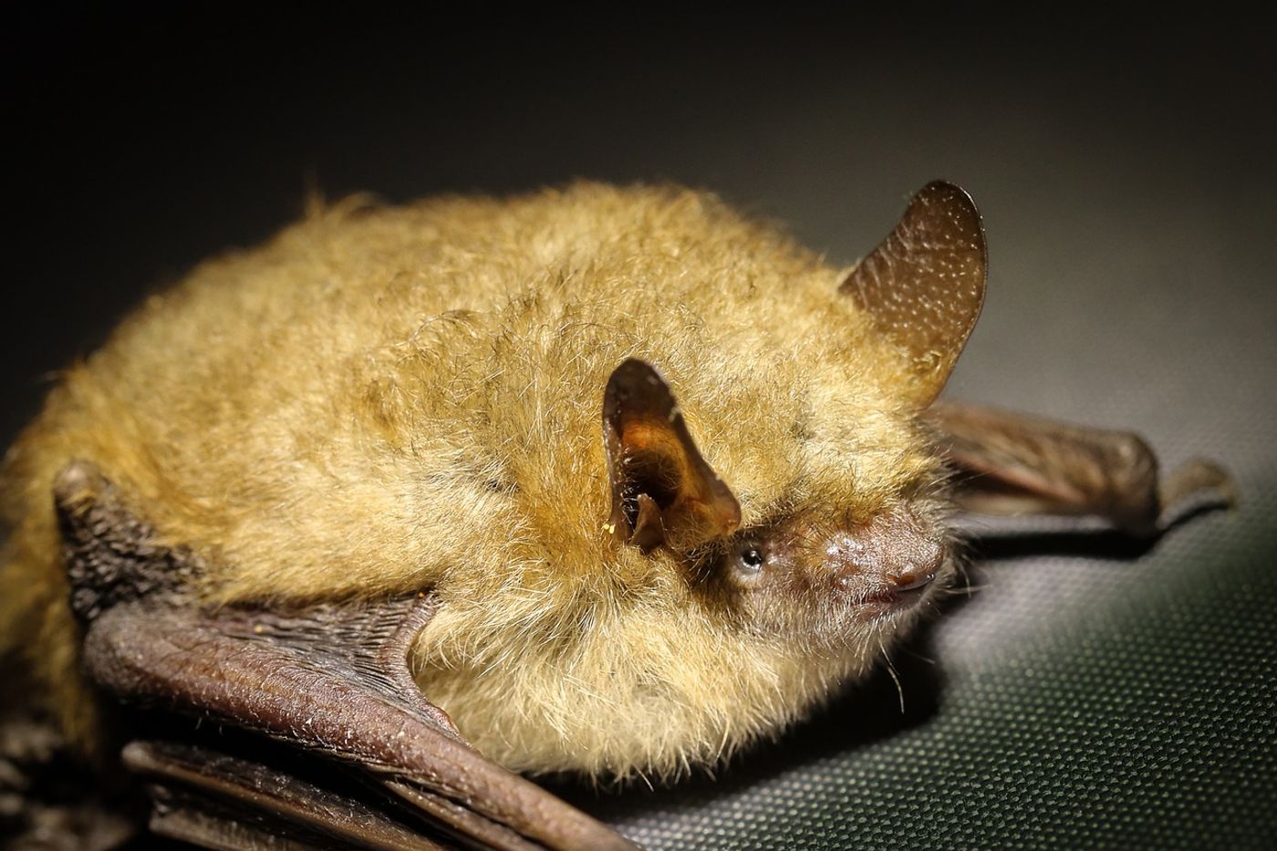 American bats of all kinds are in trouble as scientists scramble to solve a fungus problem.