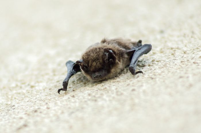 Some bat species, including the female vampire bat, form bonds with one another to ensure survival.