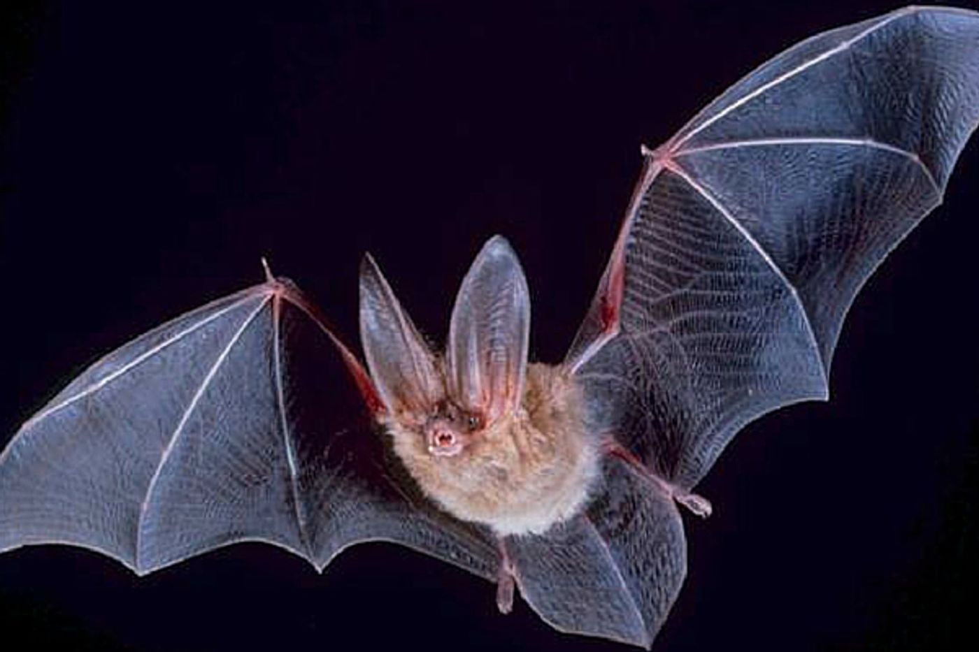 Bats can filter out sounds when navigating