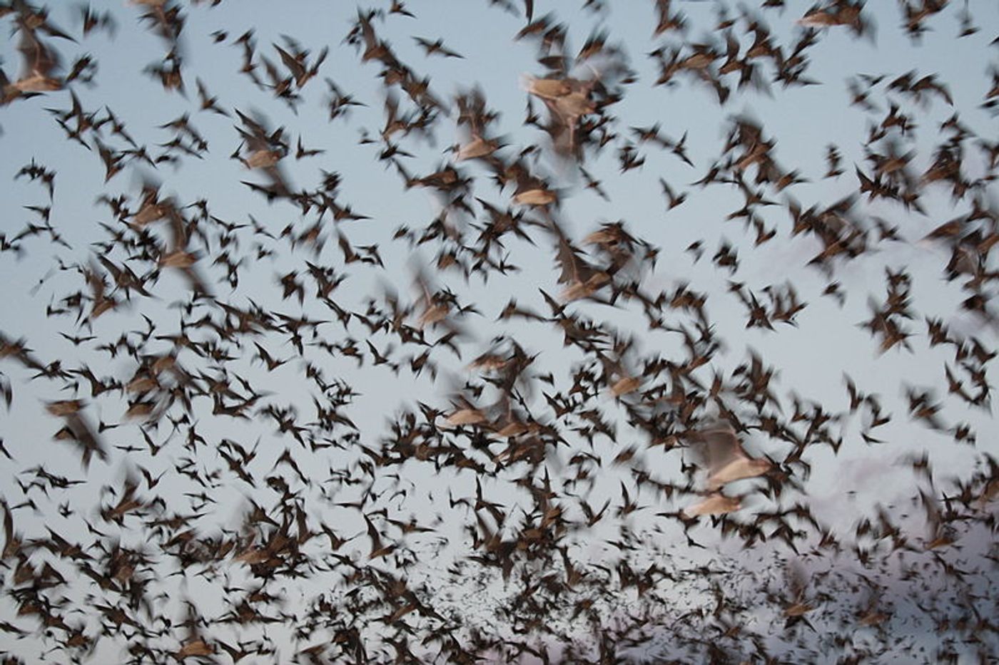 Bats exiting a cave, credit: public domain
