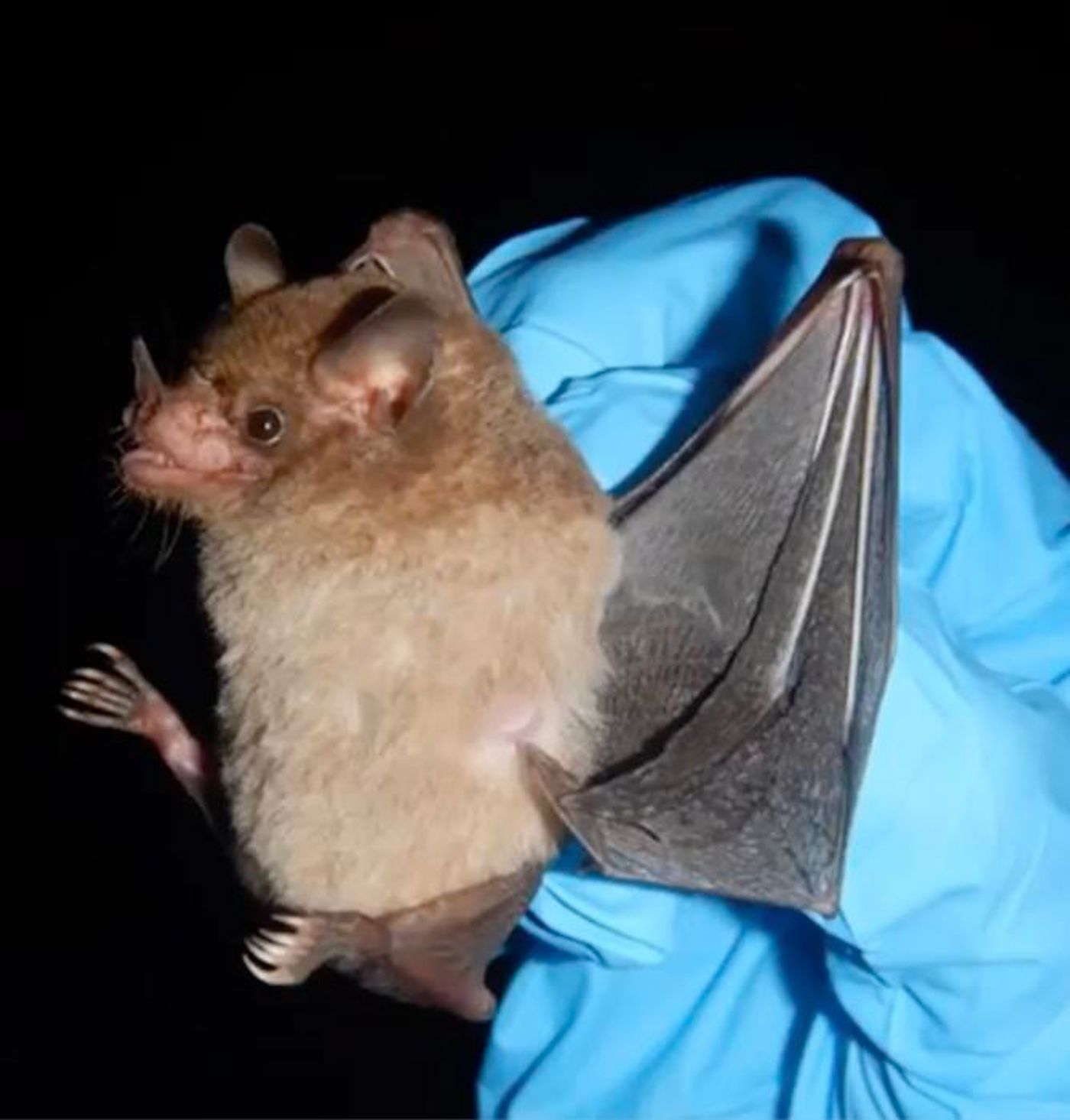 Thirty million years ago, the Neotropical leaf-nosed bat survived solely on insects. Since then, these bats have diversified into many different species by changing what they eat. / Credit: Stowers Institute for Medical Research