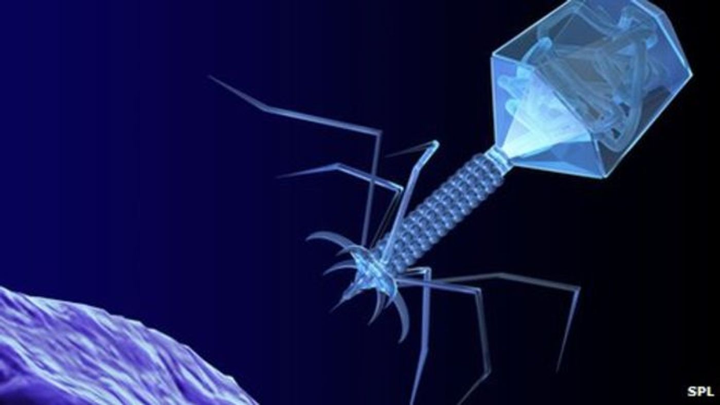 Phage therapy could be used to treat CDIs.