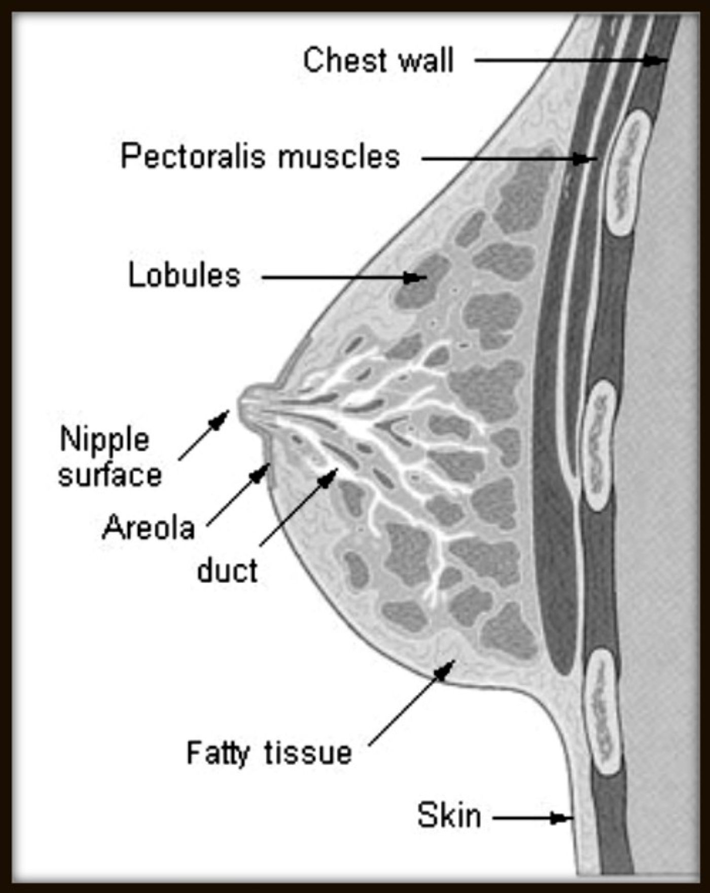 Image: breast diagram, credit: public domain