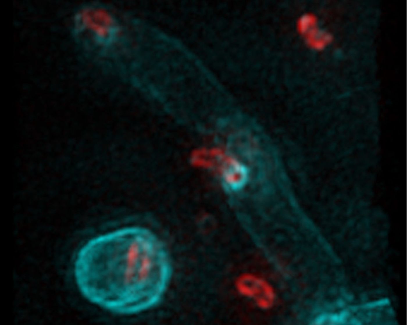 Three-dimensional structured illumination microscopy images of early predation by B. bacteriovorus (pre-labelled with BADA, false-coloured red) on prey E. coli cells after pulse labelling for 10 min with HADA (false-coloured cyan) to show early modification of cell walls. / Credit: University of Nottingham/Kuru et al Nature Microbiology
