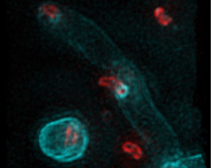 Mechanisms Underlying Predatory Bacteria Revealed By Researchers Microbiology