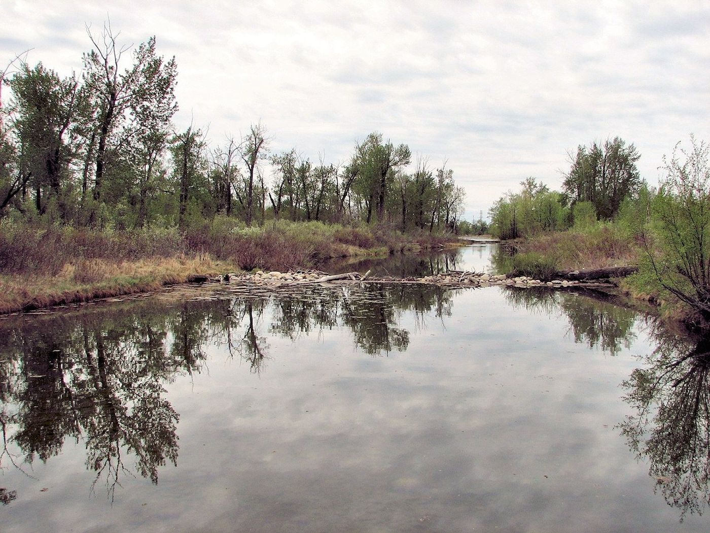 Beaver dams may remove unwanted pollutants from rivers and streams.
