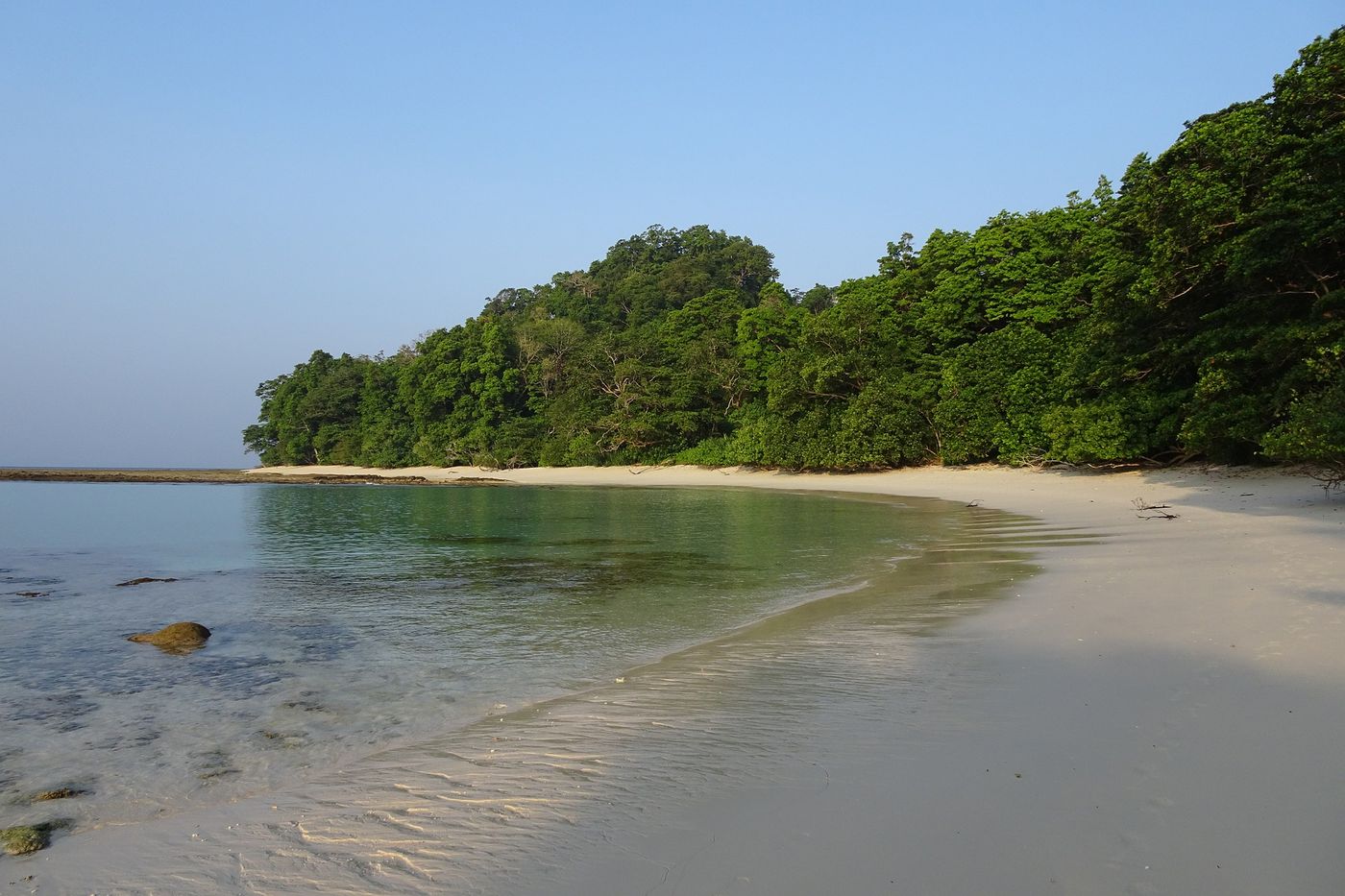 Coastal forests help prevent sediment from reaching coral reefs.