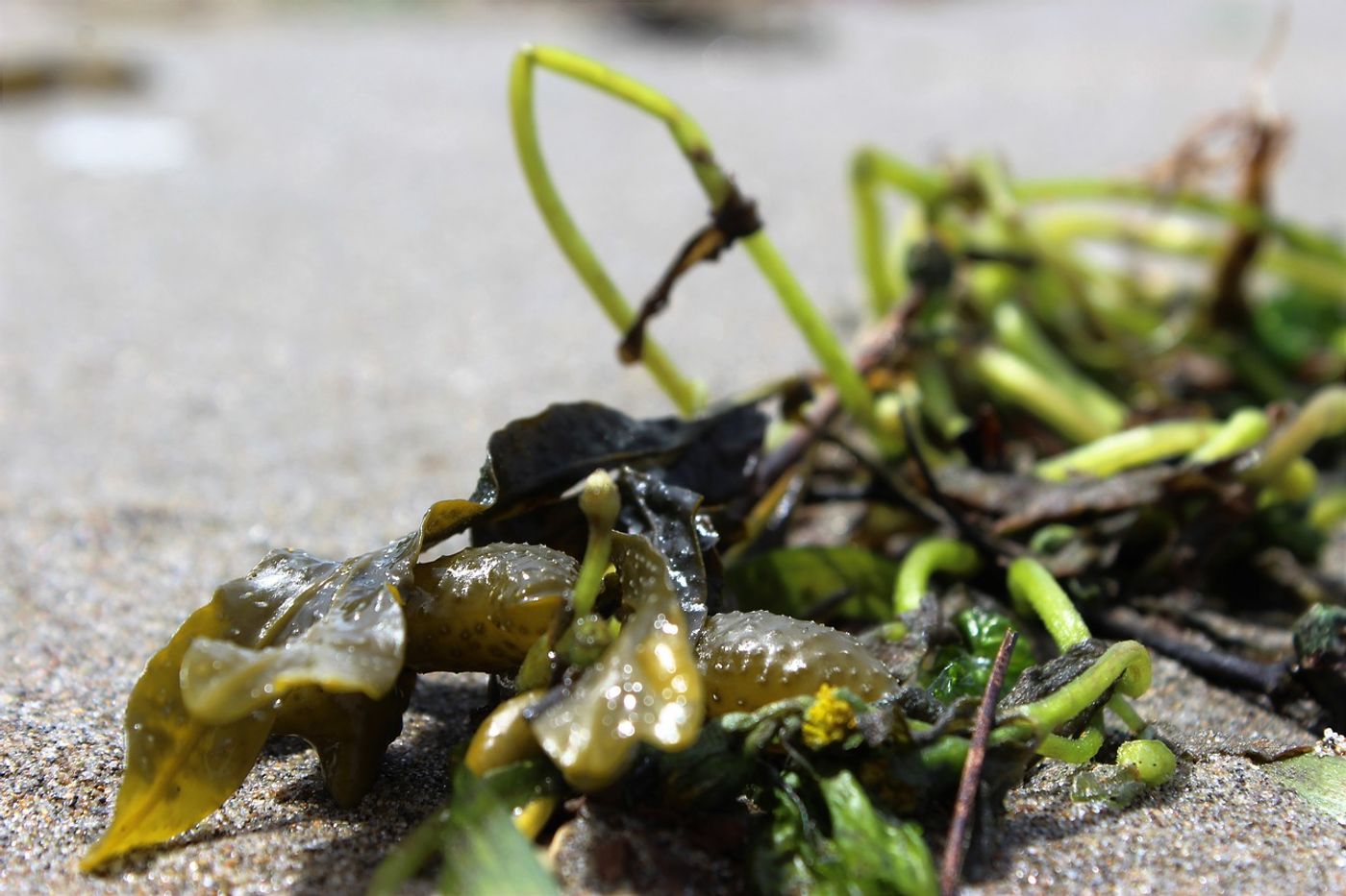 Seaweed may have played a large role in allowing our ancestors' brains to develop into the complex things they are today.