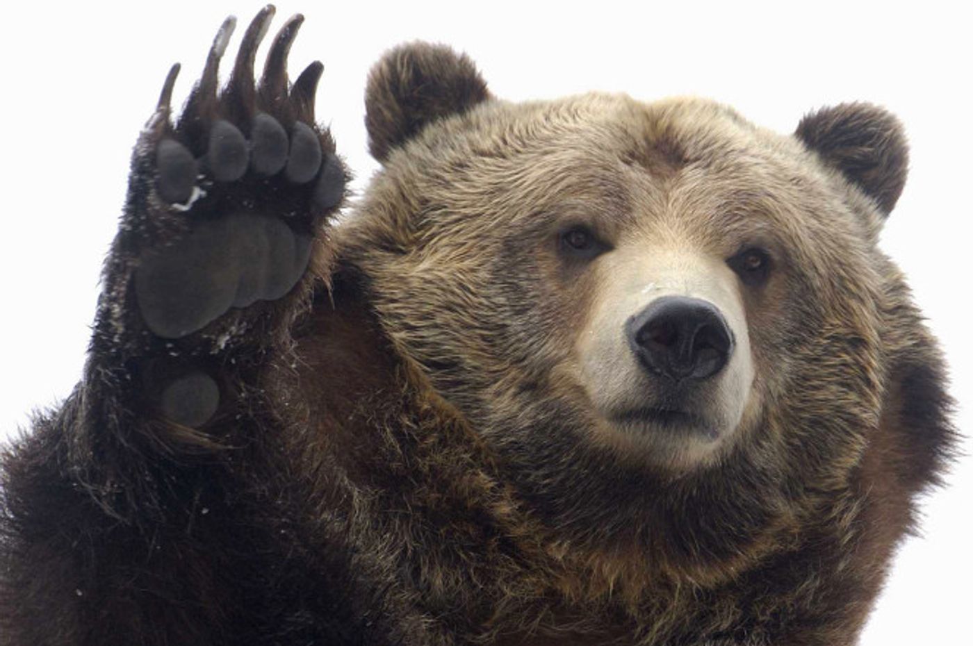 Grizzly bear attacks can be fatal; Todd Orr was one of the lucky ones.