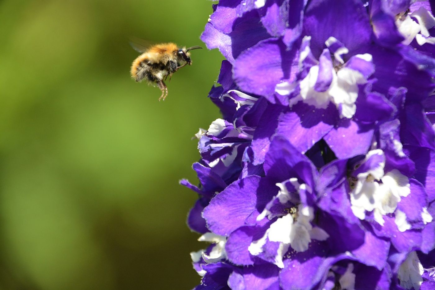 The rusty patched bumble bee is now the first bumble bee species to be marked edangered in the United States by the Fish and Wildlife Service.