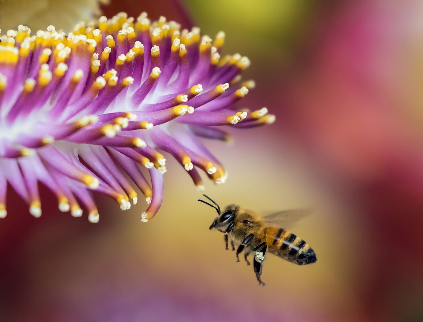 Honeybees in Scotland are now threatened by non-native species being imported intot he country.