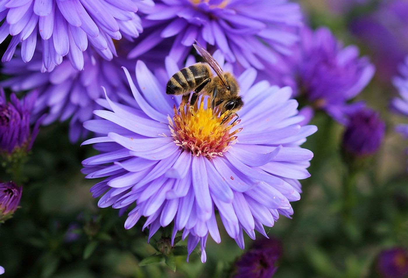 Honeybees are spreading viruses to bumblebees through flowers. Photo: Pixabay