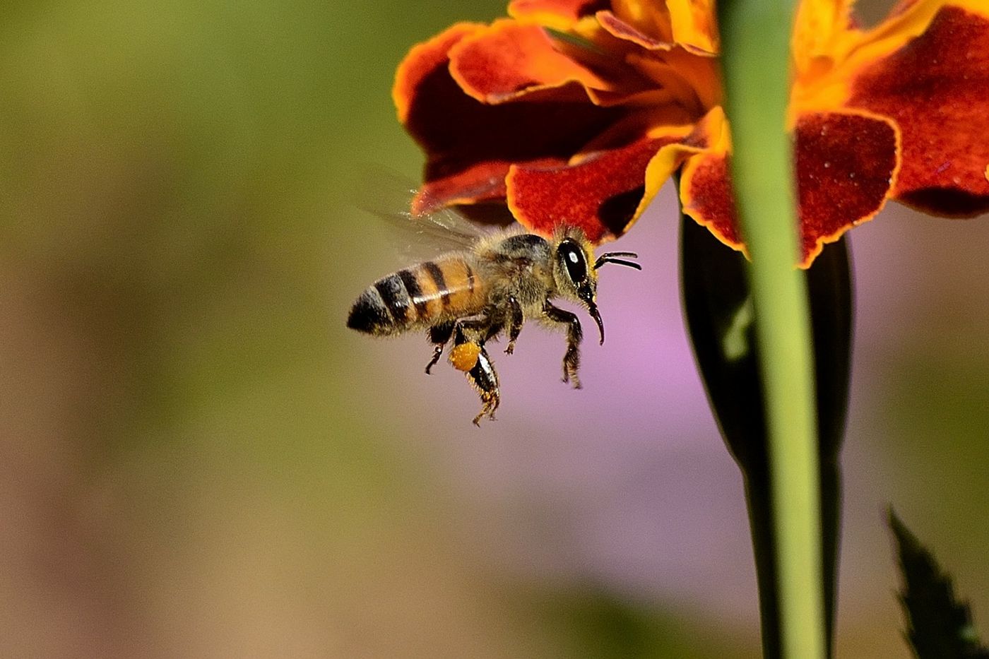 Smarter bees reportedly forage less than their dumber counterparts.
