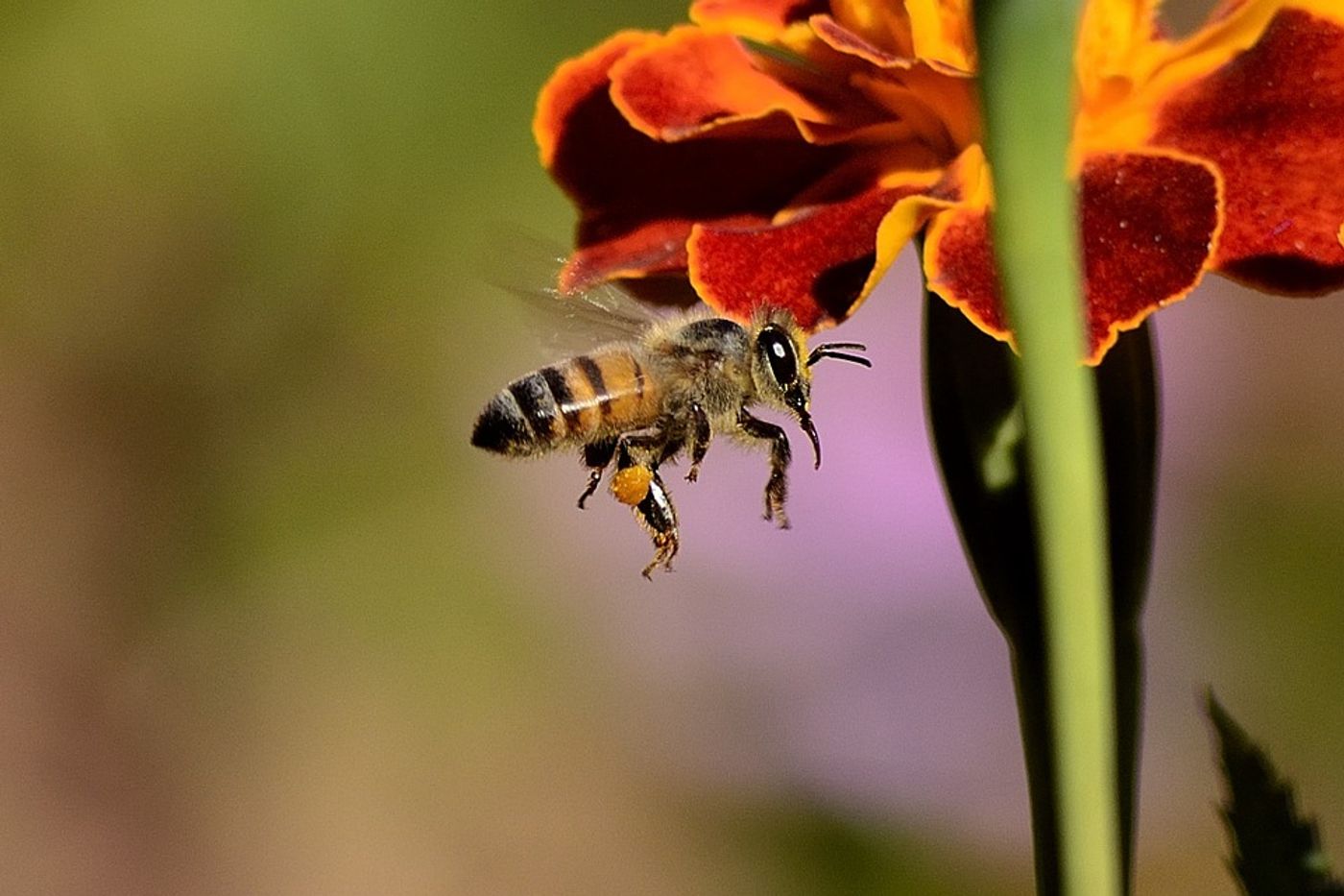 Many of the world's insects, including bees, are declining. But why?