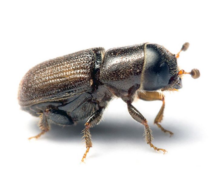 Southern pine beetles are bad news for pine forests.