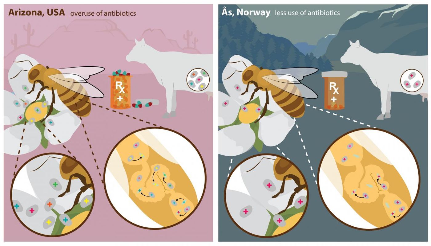 Antibiotic use in farming and human health leads to bacteria acquiring resistance (indicated by a + sign in the illustration). Antibiotic-resistant bacteria in the environment are picked up by honey bees during pollination. In the bee's gut, genetic material for resistance "jumps" to natural gut bacteria, which can spread resistance further. Overuse of antibiotics (USA) leads to more widespread and elaborate patterns or resistance (indicated by multiple colors of + signs). Restricted antibiotic use (Norway) leads to limited and less complex patterns of resistance. / Credit: ASU VisLab