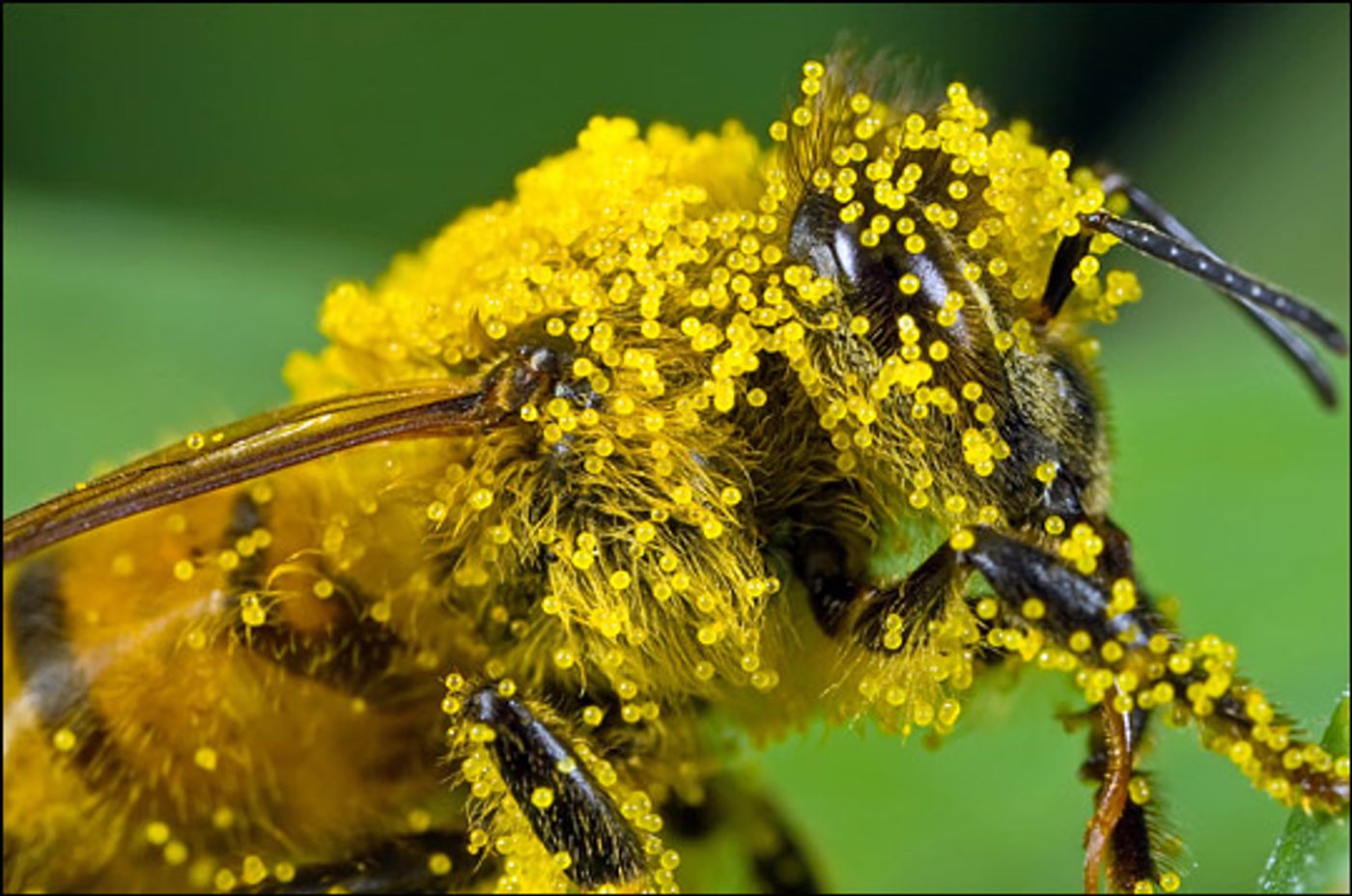 A closeup of a bee carrying pumpkin pollen.