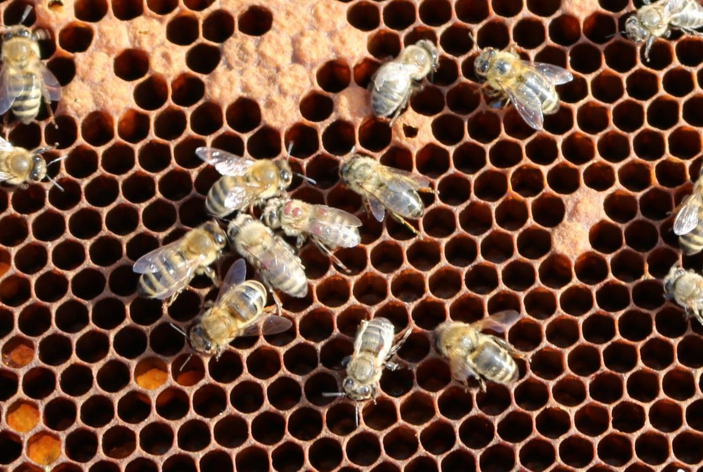 The Varroa mite and the deformed wing virus are main factors responsible for alarming bee mortality. / Credit: Kerstin Seitz/Vetmeduni Vienna